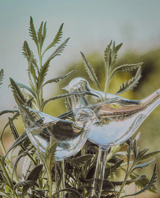 BOROSILICATE GLASS SELF-WATERING BUBBLE